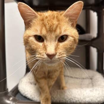 Domestic Short Hair Cats Available for Adoption - Harry | PetCurious