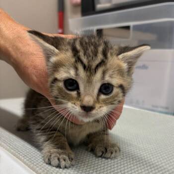 Domestic Short Hair Cats Available for Adoption in Morganton, North Carolina - Royal | PetCurious