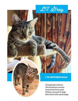 Grey--handsome man -  Domestic Short Hair Cat for Adoption in Franklin, Tennessee - Grey--handsome Man | PetCurious