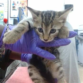 PEBBLES -  Domestic Short Hair Cat for Adoption in Doral, Florida - PEBBLES | PetCurious