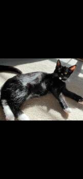 Rescue Tuxedo Cats for Adoption in Falmouth, Maine - Mya | PetCurious