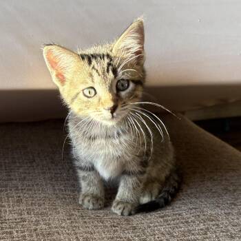 Domestic Short Hair Cats Available for Adoption in Colcord, Oklahoma - Eira | PetCurious