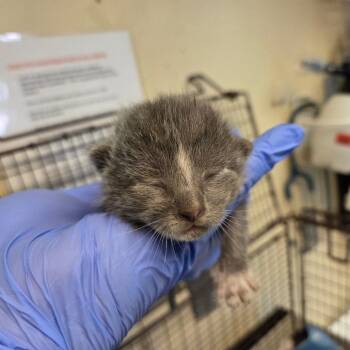 Wally -  Domestic Short Hair Cat for Adoption in Pasadena, California - Wally | PetCurious