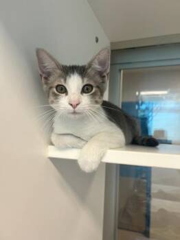 Lucy (ID 52212) -  Domestic Short Hair Cat for Adoption in Manassas, Virginia - Lucy (ID 52212) | PetCurious