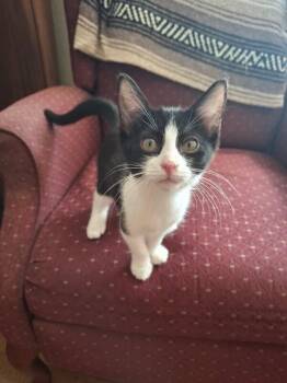 Buttercup - Flower litter -  Tuxedo Cat for Adoption in Anthem, Arizona - Buttercup - Flower Litter | PetCurious