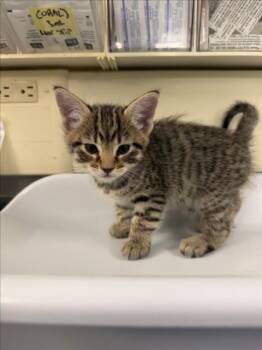 *SIMON -  Domestic Short Hair Cat for Adoption in Woodland, California - *SIMON | PetCurious