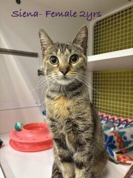 Sienna -  Domestic Short Hair Cat for Adoption in Telford, Pennsylvania - Sienna | PetCurious