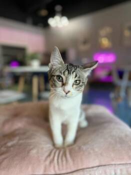 Rescue Tabby Cats for Adoption in Liverpool, Texas - Blood Orange | PetCurious