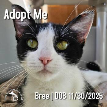 Bree -  Domestic Short Hair and Tuxedo Cat for Adoption in Hermosa Beach, California - Bree | PetCurious