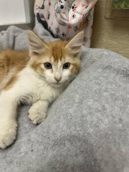Poppy -  Maine Coon Cat for Adoption in Parlier, California - Poppy | PetCurious