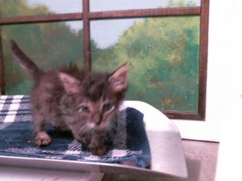 TILLY -  Domestic Short Hair Cat for Adoption in Houston, Texas - TILLY | PetCurious
