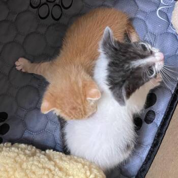 Calli -  Domestic Short Hair Cat for Adoption in Baytown, Texas - Calli | PetCurious