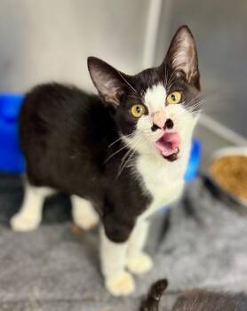 Pepper -  Domestic Short Hair Cat for Adoption in Danielsville, Georgia - Pepper | PetCurious
