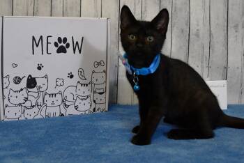 Howard -  Domestic Short Hair Cat for Adoption in Roanoke, Texas - Howard | PetCurious