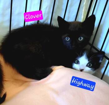 Zippy and her kittens -  Domestic Short Hair Cat for Adoption in Jessup, Maryland - Zippy And Her Kittens | PetCurious
