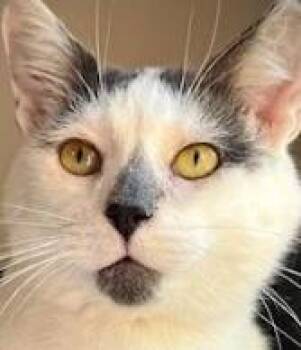 Rescue Domestic Short Hair Cats for Adoption in Wauwatosa, Wisconsin - Jake | PetCurious