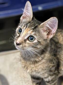 Mitsuri -  Domestic Short Hair Cat for Adoption in Honolulu, Hawaii - Mitsuri | PetCurious