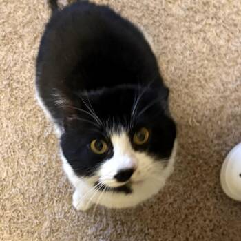 Domestic Short Hair Cats Available for Adoption in Greenfield, Indiana - Fishbait | PetCurious