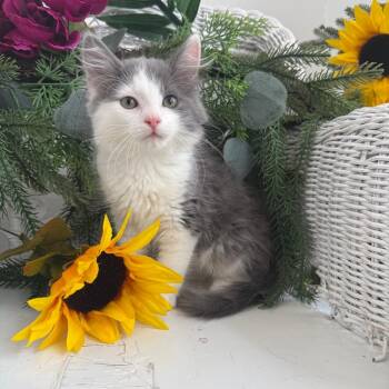 Dippy Welly 56481 -  Domestic Long Hair Cat for Adoption in Eaton Rapids, Michigan - Dippy Welly 56481 | PetCurious