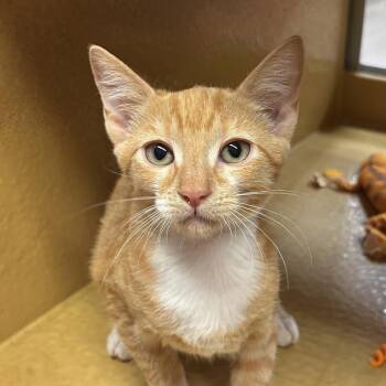 Sierra -  Domestic Short Hair Cat for Adoption in Sonora, California - Sierra | PetCurious