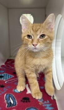 Sam -  Domestic Short Hair Cat for Adoption in Rochester, Indiana - Sam | PetCurious