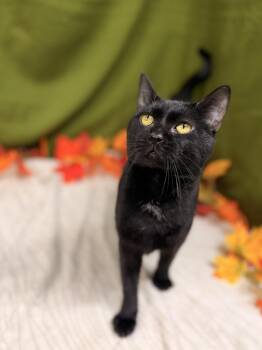 Rescue Domestic Short Hair Cats for Adoption in Upper Sandusky, Ohio - Korvo | PetCurious