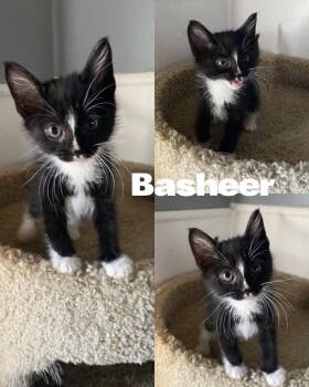 Rescue Domestic Short Hair Cats for Adoption in Saint James, Missouri - Basheer | PetCurious