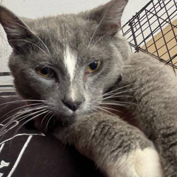 Socks -  Domestic Short Hair Cat for Adoption in Granby, Missouri - Socks | PetCurious