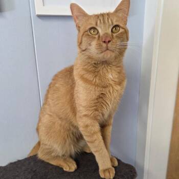 Cheese -  Domestic Short Hair Cat for Adoption in Warwick, Rhode Island - Cheese | PetCurious