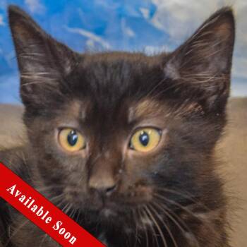 Brave -  Bombay and Domestic Short Hair Cat for Adoption in Huntley, Illinois - Brave | PetCurious