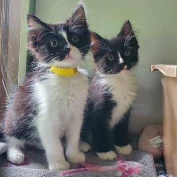 Bogart and Chaplin -  Domestic Medium Hair Cat for Adoption in Hutchinson, Minnesota - Bogart And Chaplin | PetCurious