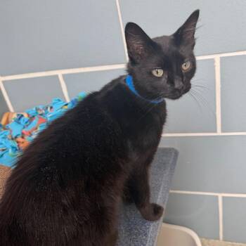 Bando -  Domestic Short Hair Cat for Adoption in Chicago, Illinois - Bando | PetCurious