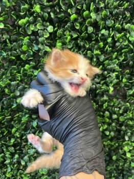 Domestic Medium Hair Cats Available for Adoption in El Paso, Texas - 60858295 | PetCurious