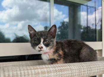 Houdini -  Domestic Short Hair Cat for Adoption in Kingsland, Georgia - Houdini | PetCurious