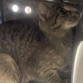 71706 -  Domestic Short Hair Cat for Adoption in Harrisonburg, Virginia - 71706 | PetCurious