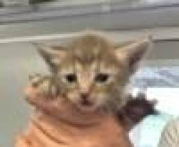Bristol -  Domestic Short Hair Cat for Adoption in West Memphis, Arkansas - Bristol | PetCurious