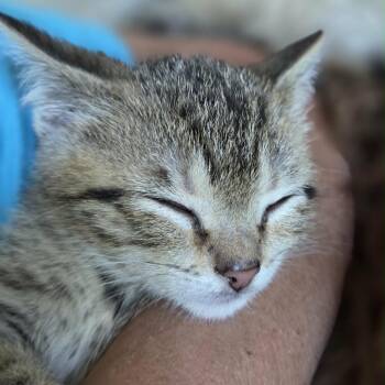 Domestic Short Hair Cats Available for Adoption in Fredericksburg, Virginia - Januari | PetCurious