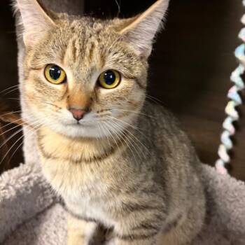 Domestic Short Hair Cats Available for Adoption - Minty | PetCurious