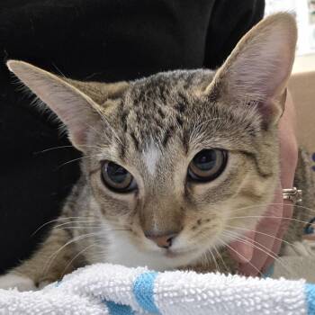 Oatmeal Raisin -  Domestic Short Hair Cat for Adoption - Oatmeal Raisin | PetCurious