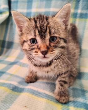 Domestic Medium Hair and Maine Coon Cats Available for Adoption in New Braunfels, Texas - Poe | PetCurious
