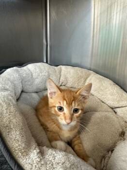 Pop Tart -  Domestic Short Hair Cat for Adoption in Newberg, Oregon - Pop Tart | PetCurious