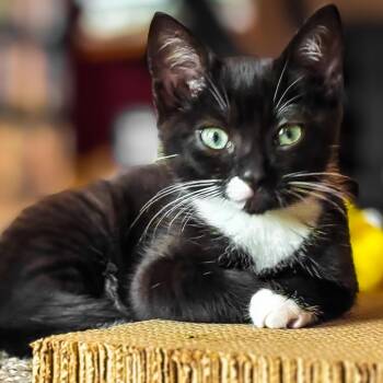 Dark Stream -  Domestic Short Hair Cat for Adoption in Fredericksburg, Virginia - Dark Stream | PetCurious