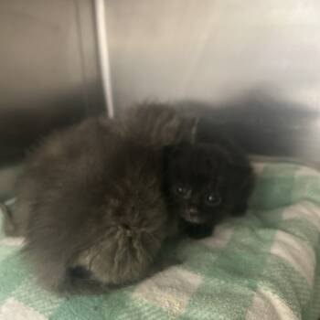 Rescue Domestic Short Hair Cats for Adoption in Auburn, Alabama - Adamow | PetCurious