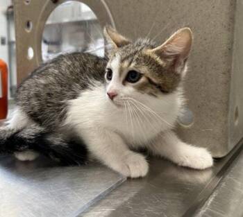 Lynx -  Domestic Short Hair Cat for Adoption in Fairfax, Virginia - Lynx | PetCurious