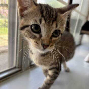 June Bug -  Domestic Short Hair Cat for Adoption in Carencro, Louisiana - June Bug | PetCurious