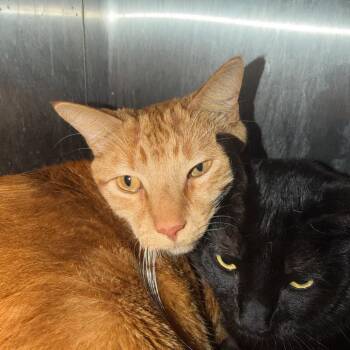 Domestic Medium Hair Cats Available for Adoption - Lincoln | PetCurious