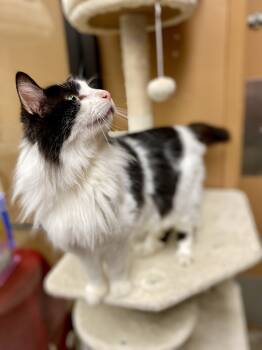 Rescue Domestic Long Hair Cats for Adoption in Greenville, South Carolina - Billie - AR (PetSmart Laurens Rd) | PetCurious