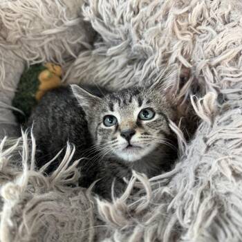 Atlas -  Domestic Short Hair Cat for Adoption in Gloucester, Virginia - Atlas | PetCurious