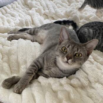 Molly -  Domestic Short Hair Cat for Adoption in Tarrytown, Georgia - Molly | PetCurious