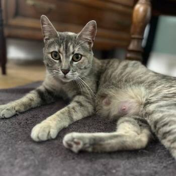 Rescue Dilute Tortoiseshell Cats for Adoption in Bloomington, Minnesota - Daisy | PetCurious